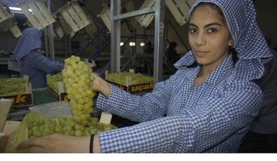 Superior Seedless çeşidi sofralık üzümün ihracat yolculuğu 16 Temmuz’da başladı
