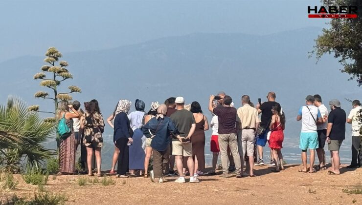 Antalya'da 30 yıl sonra görüldü, turistler görmek için oraya akın etti