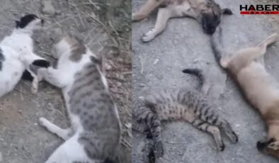 Bu görüntüler Yüksekova'dan… Sokakta ne kadar hayvan varsa öldürmüşler