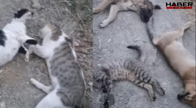 Bu görüntüler Yüksekova'dan… Sokakta ne kadar hayvan varsa öldürmüşler