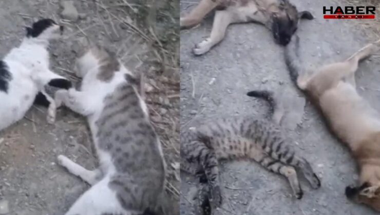 Bu görüntüler Yüksekova'dan… Sokakta ne kadar hayvan varsa öldürmüşler