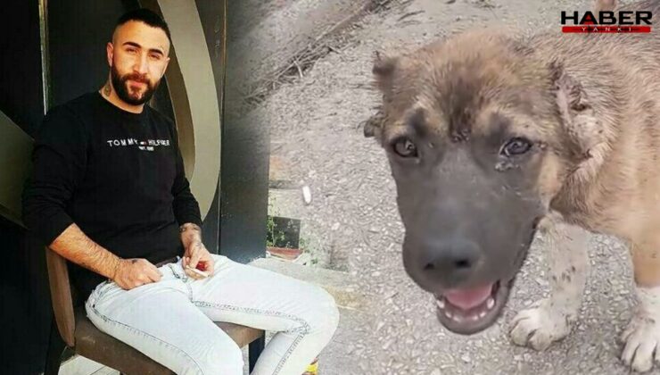 Bursa'da köpeğe işkence eden şüpheli tutuklandı