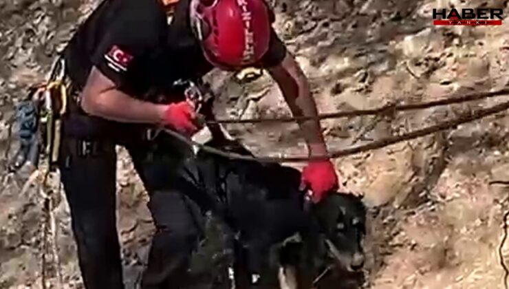 Düzce’de kayalıklarda mahsur kalan köpek kurtarıldı