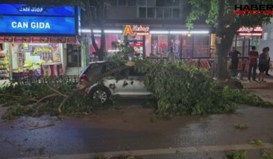 Edirne'de ağaç otomobil ve minibüsün üzerine devrildi
