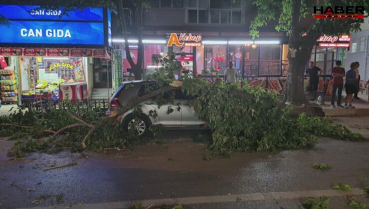 Edirne'de ağaç otomobil ve minibüsün üzerine devrildi
