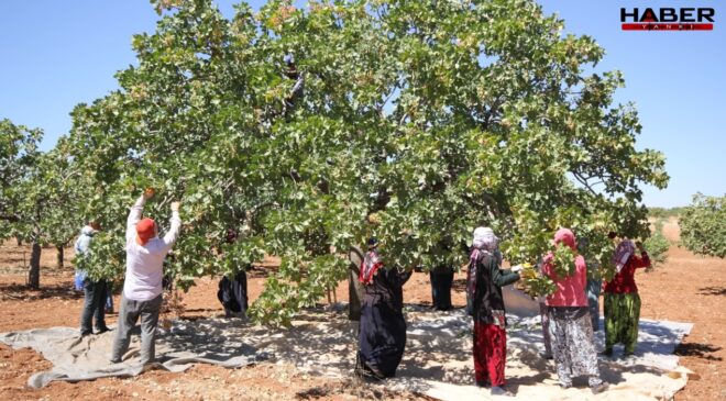 Hasat 1 ay erken başladı, mahsul dallardan taştı