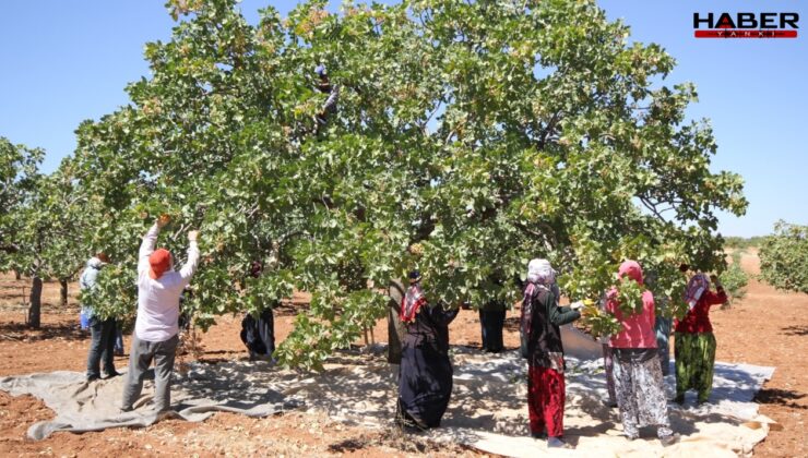 Hasat 1 ay erken başladı, mahsul dallardan taştı