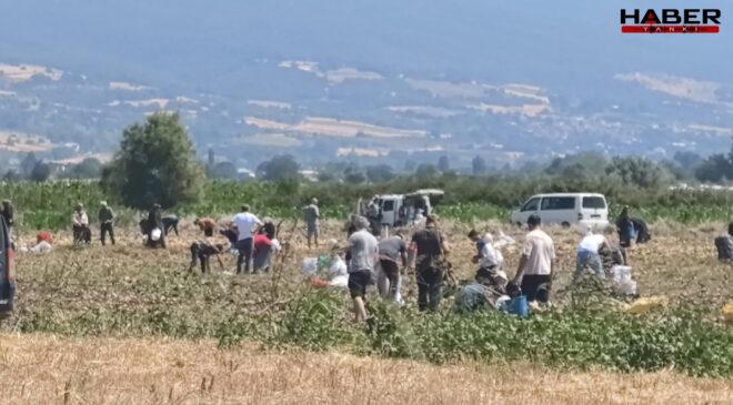 Hasat yapmaktan vazgeçti, tarlasındaki mahsulü ücretsiz dağıttı: Duyanlar tarlaya akın etti