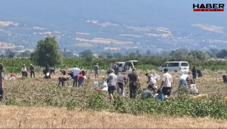 Hasat yapmaktan vazgeçti, tarlasındaki mahsulü ücretsiz dağıttı: Duyanlar tarlaya akın etti