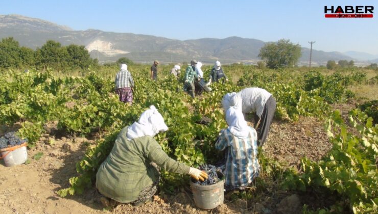 Hatun parmağı, Antep karası ve Karnalin hasadı başladı: Rekolte yarı yarıya düştü