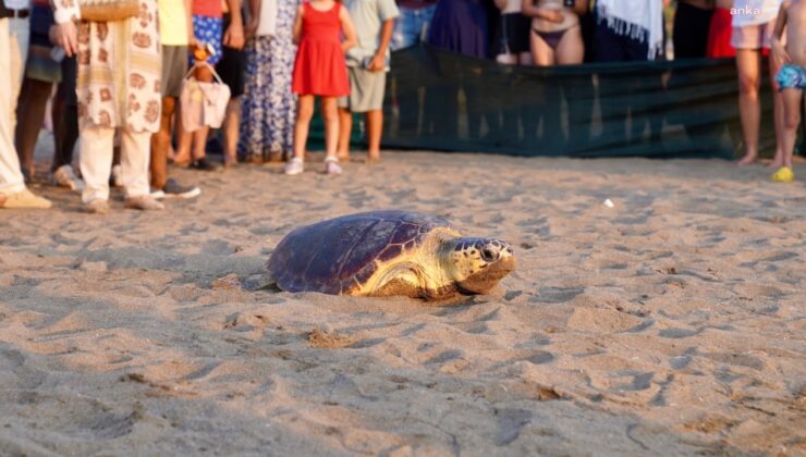 İztuzu'nda 7 caretta caretta ve 20 yavru kaplumbağa denize bırakıldı
