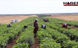 Kilis'te yılın ilk hasadı başladı: Çiftçiler verimden oldukça memnun