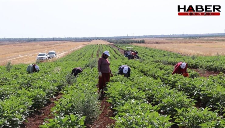 Kilis'te yılın ilk hasadı başladı: Çiftçiler verimden oldukça memnun