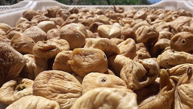 Kuru incirde aflatoksin ve okratoksinle mücadele için üreticilere 19 bin kerevet dağıtıldı