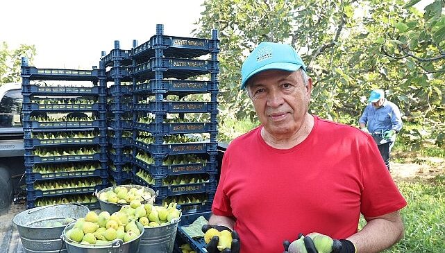 Nilüfer’de incir hasadı başladı