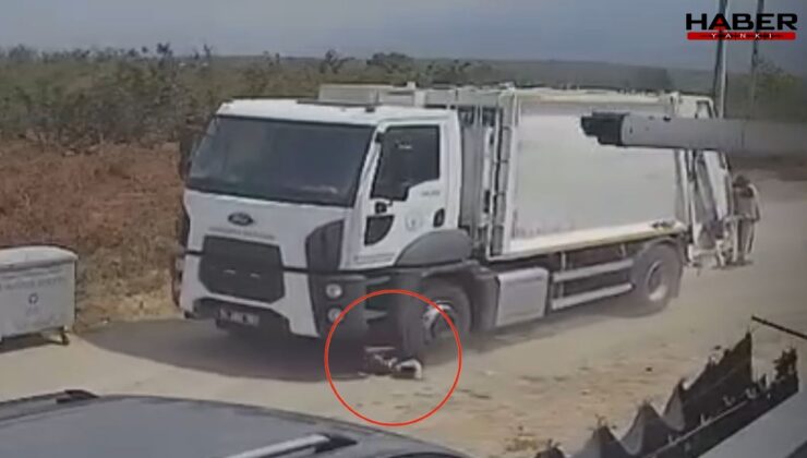 Sakarya'da kan donduran görüntü: Ezerek öldürdükleri köpekleri çöp kamyonuna atıp götürdüler
