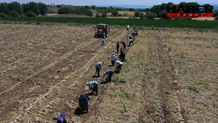 Tarihin en kötü hasadı başladı, çiftçilerin hepsi zarar etti