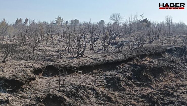 Tekirdağ Malkara’da makilik alanda yangın