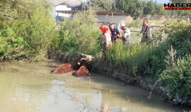 Tokat’ta gölete düşen 3 inek, itfaiye ekiplerince kurtarıldı