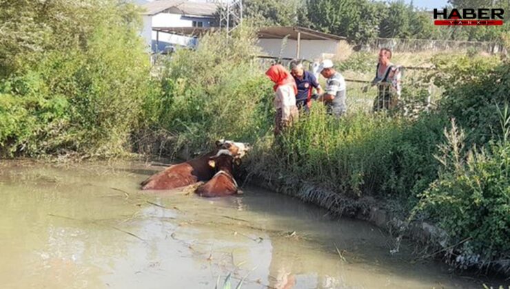 Tokat’ta gölete düşen 3 inek, itfaiye ekiplerince kurtarıldı