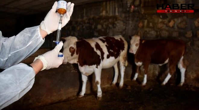 TÜSEDAD: Şap hastalığı Türkiye’de bitmeyen bir salgın haline geldi
