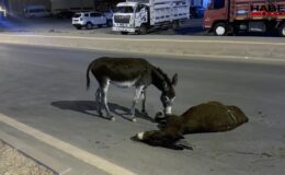Yürek sızlatan görüntü: Ölen annesinin başından ayrılmadı