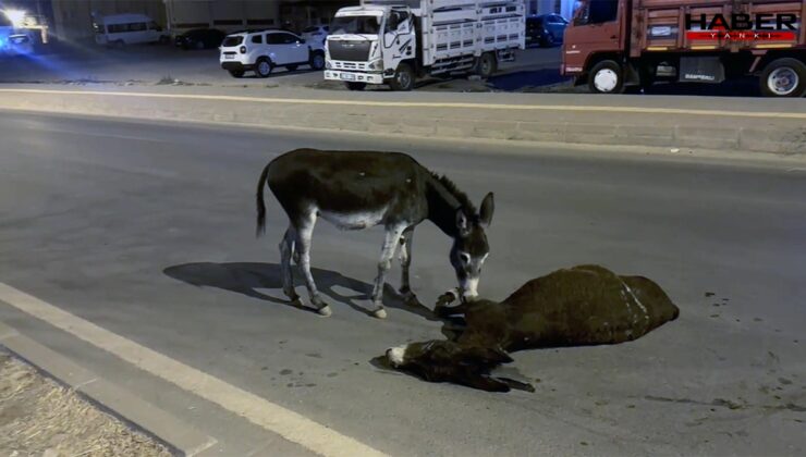 Yürek sızlatan görüntü: Ölen annesinin başından ayrılmadı