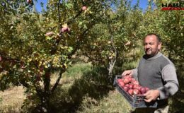 5 bin ağaçtan elleriyle topluyorlar: Hasadı başladı, sadece 10 gün sürecek