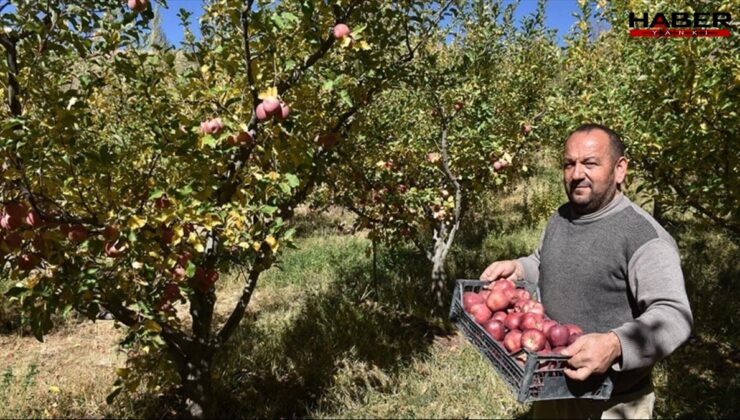 5 bin ağaçtan elleriyle topluyorlar: Hasadı başladı, sadece 10 gün sürecek