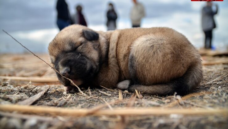 Amasya'da su borusuna sıkışan köpek yavruları kurtarıldı