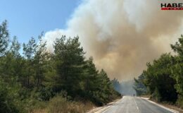 Bodrum'da orman yangını: Havadan ve karadan müdahale başladı