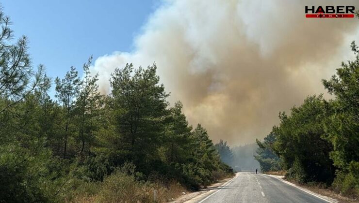 Bodrum'da orman yangını: Havadan ve karadan müdahale başladı