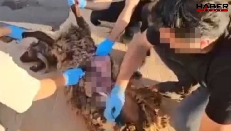 Bu kadarı pes dedirtti: Ölü koyunun karnına gizledikleri ortaya çıktı!