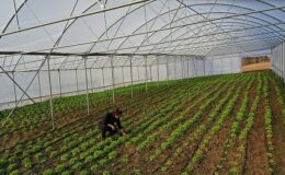 Büyükşehir’den çiftçilere modern sera desteği