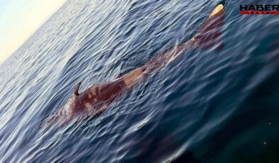 Ege’de nesli tükenmekte olan genç mavi balina ölü bulundu