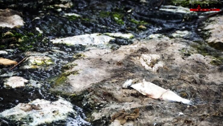 Ege’nin can damarı ölüyor