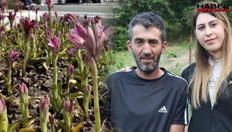 Kilosu bin liraya yükseldi, hasadı çok verimli: Ailecek eken servet kazanıyor