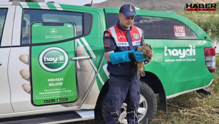 Muş’ta yaralı kartal tedavi altına alındı