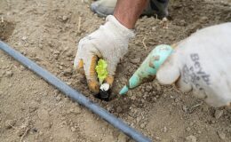 Yaşam Bahçesi’nde kışlık fideler toprakla buluştu
