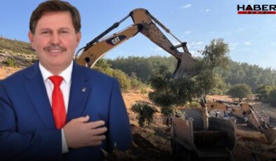 Zeytinleri söken isim AKP'li çıktı
