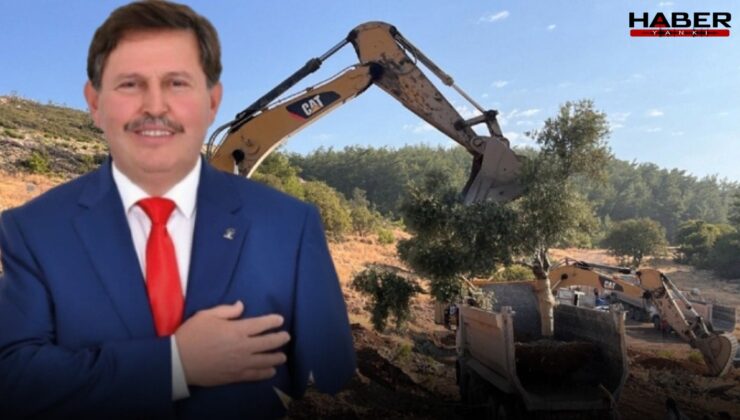 Zeytinleri söken isim AKP'li çıktı