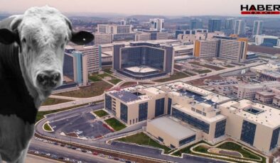Ankara'yı karıştıran 'deli dana' iddiası… Hastaneden kritik açıklama