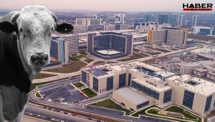 Ankara'yı karıştıran 'deli dana' iddiası… Hastaneden kritik açıklama