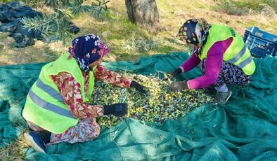 Burhaniye’de Zeytin Hasadı Başladı