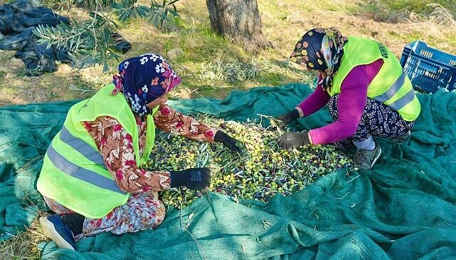 Burhaniye’de Zeytin Hasadı Başladı