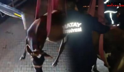 Dama çıkan inek, vinçle indirildi
