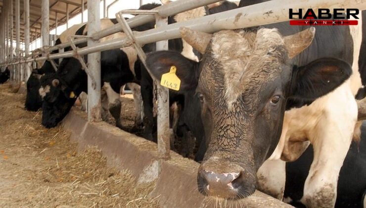 Deli dana vakası Türkiye'nin bir şehrinde büyük panik yarattı