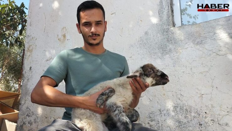 Doğan kuzuyu görenler inanamadı! Büyü diyen var, korkan var