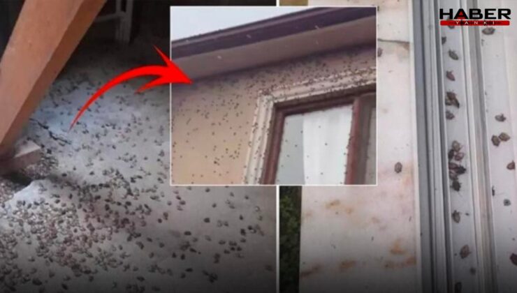 Dünyanın sonunu getirebilir! Kokarca Böceği tüm Türkiye'de yayılıyor