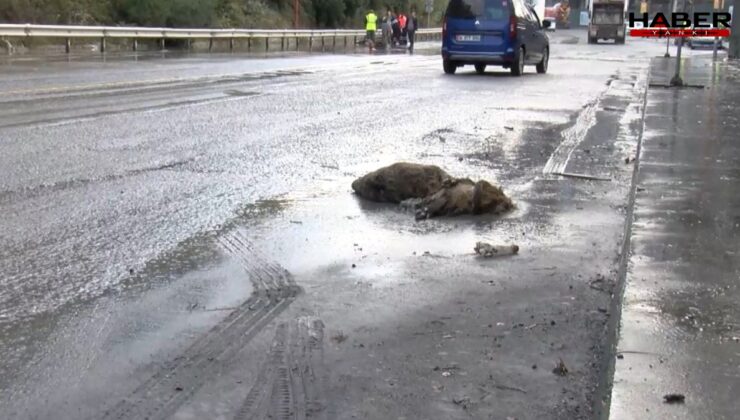 Görüntü İstanbul'un göbeğinden! Sağanakta domuz boğuldu